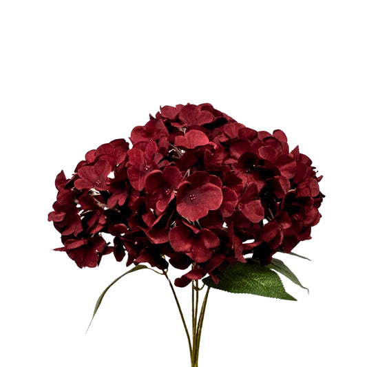 English Garden Hydrangea Bush x5 - 17" Dark Red