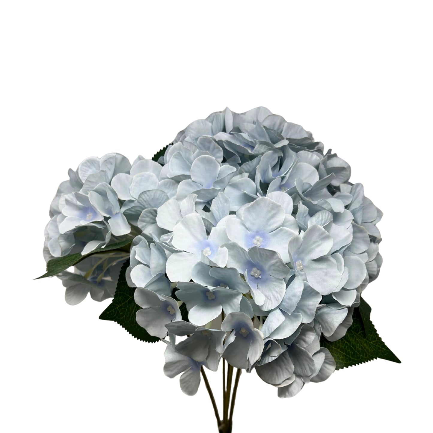 English Garden Hydrangea Bush x5 - 17"  Dried Blue