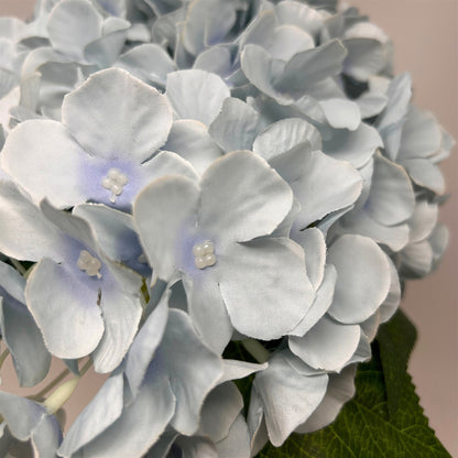 English Garden Hydrangea Bush x5 - 17"  Dried Blue
