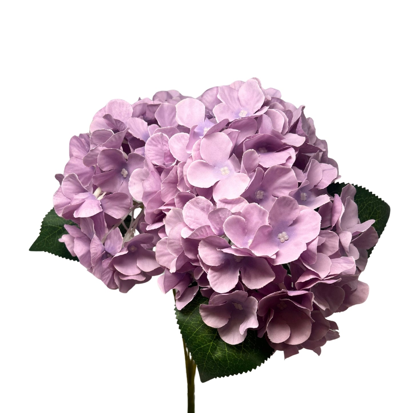 English Garden Hydrangea Bush x5 - 17"  Lavender