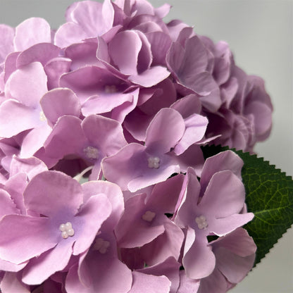 English Garden Hydrangea Bush x5 - 17"  Lavender