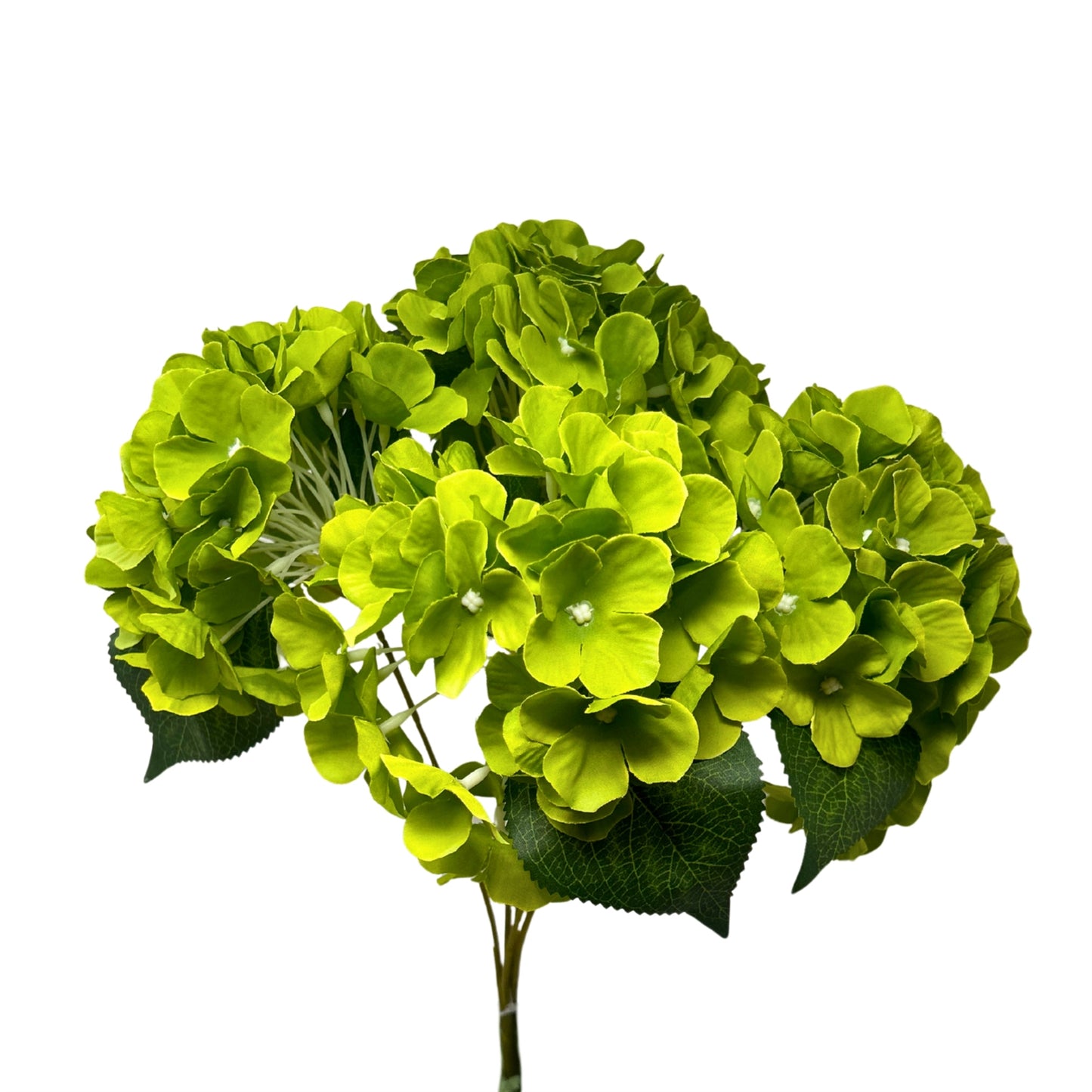 English Garden Hydrangea Bush x5 - 17" Lime