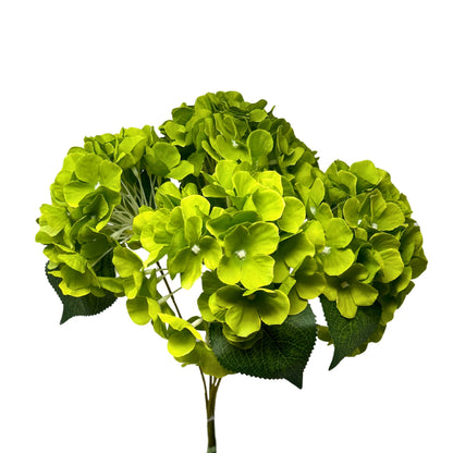 English Garden Hydrangea Bush x5 - 17" Lime