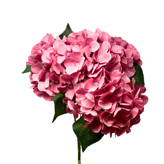 English Garden Hydrangea Bush x5 - 17"  Mauve