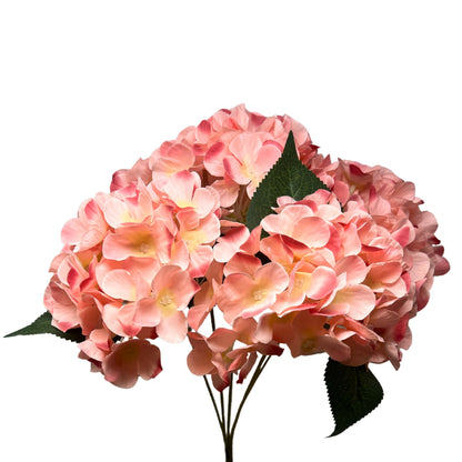 English Garden Hydrangea Bush x5 - 17"  Pink