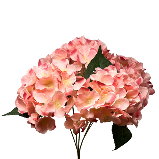 English Garden Hydrangea Bush x5 - 17"  Pink