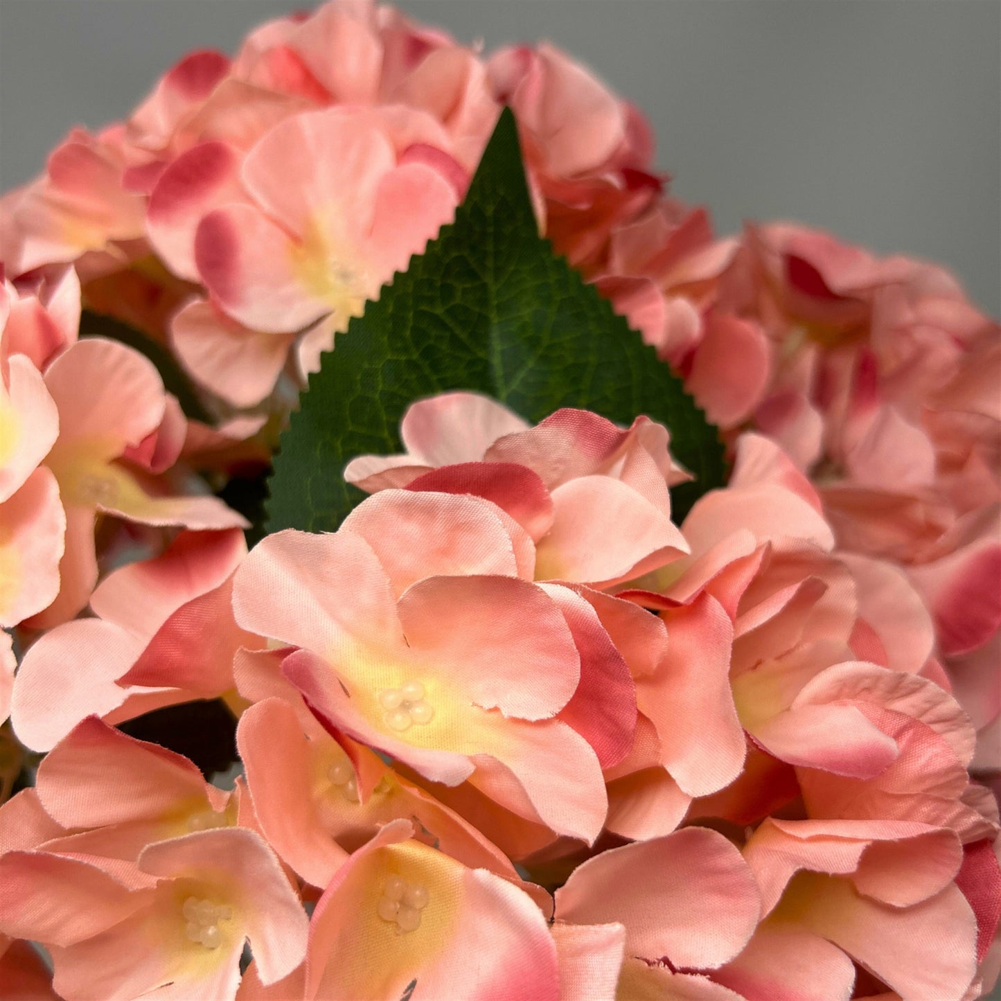 English Garden Hydrangea Bush x5 - 17"  Pink