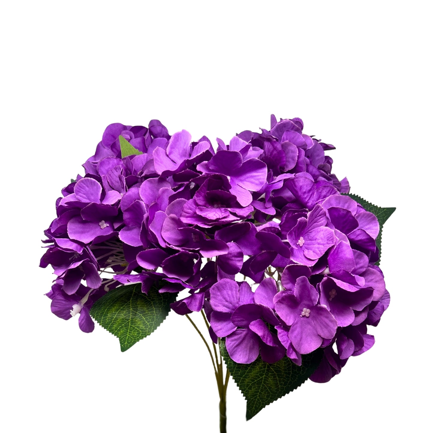 English Garden Hydrangea Bush x5 - 17"  Purple