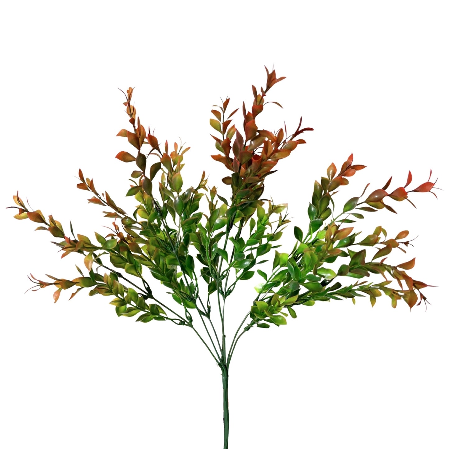 Late Season Boxwood Bush - 14"