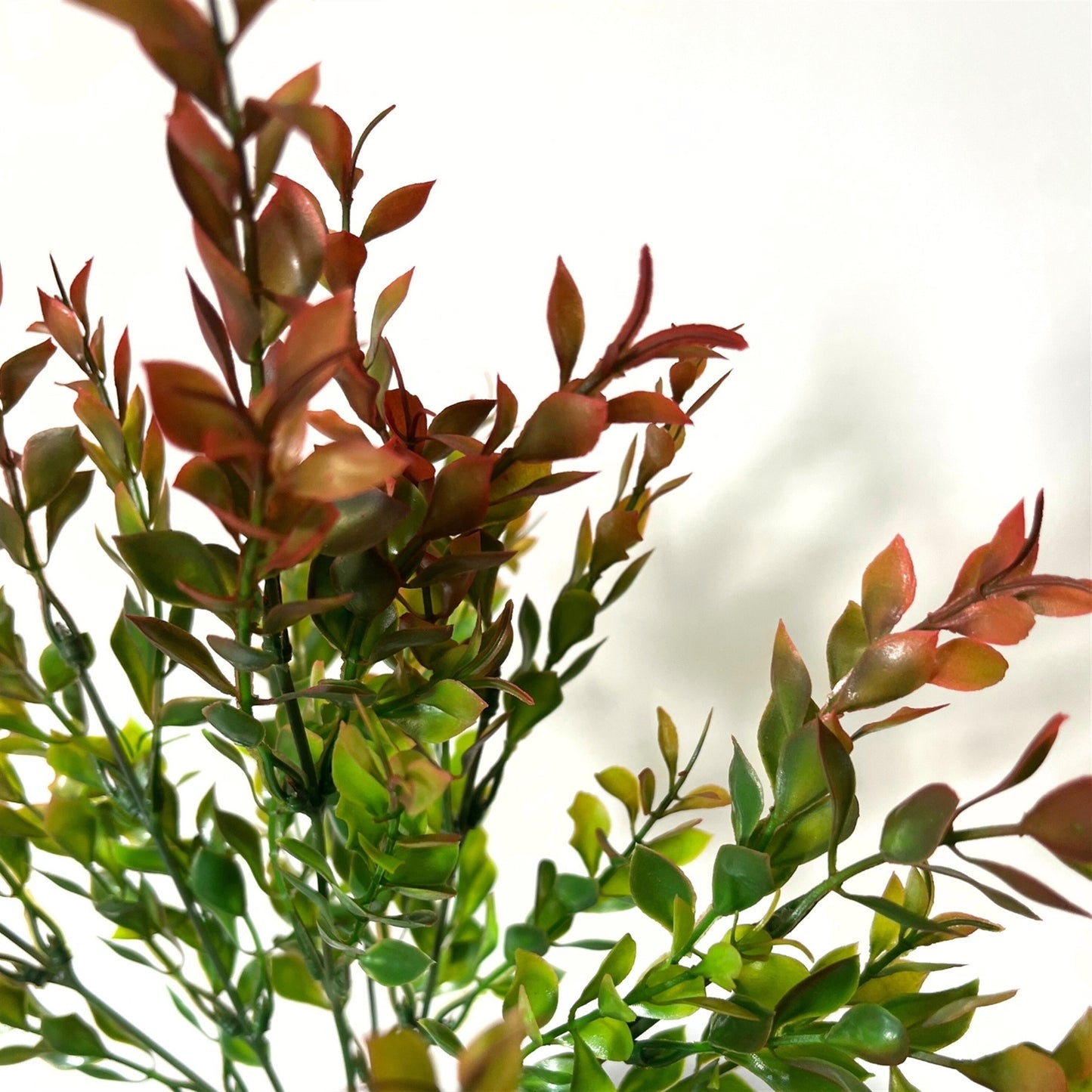 Late Season Boxwood Bush - 14"