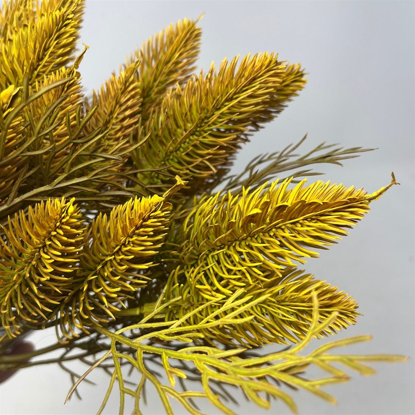 Lagurus Bundle 18" - x6 - Yellow