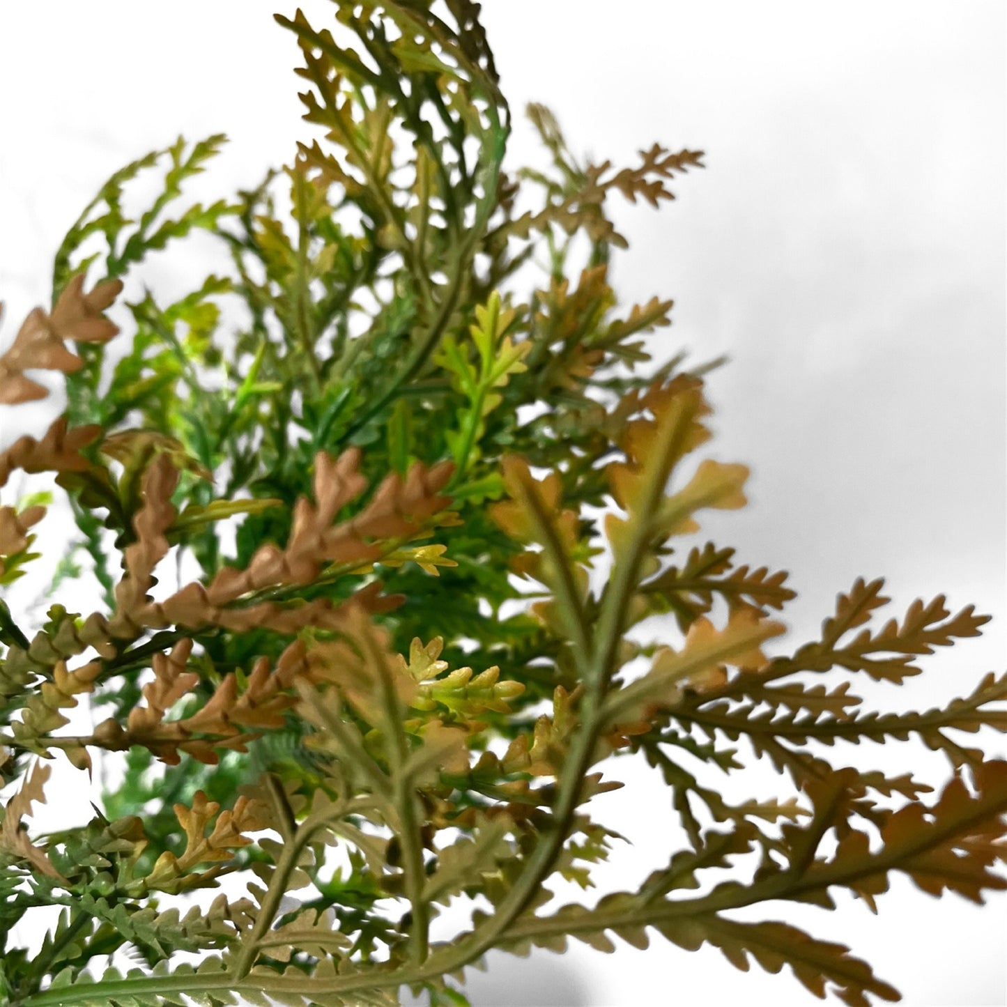 Lycopodium Bush 15" - Green/Brown