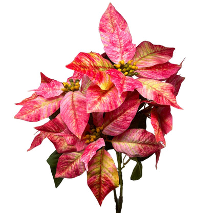 Marbled Poinsettia Bush x5 - 18" Dia:8" - Hot Pink