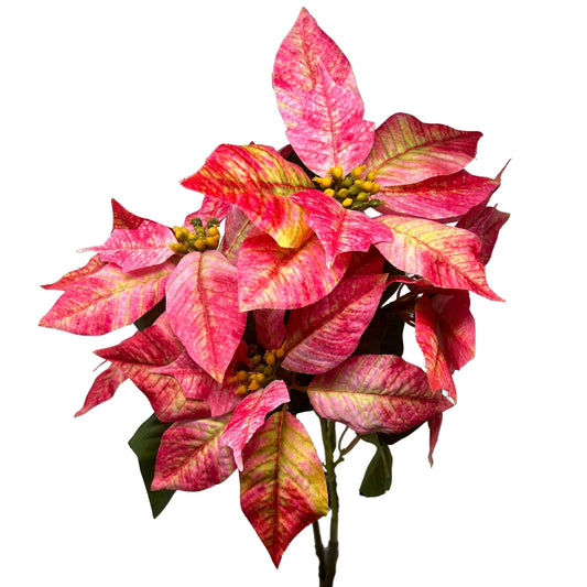 Marbled Poinsettia Bush x5 - 18" Dia:8" - Hot Pink