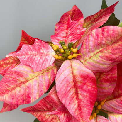 Marbled Poinsettia Bush x5 - 18" Dia:8" - Hot Pink