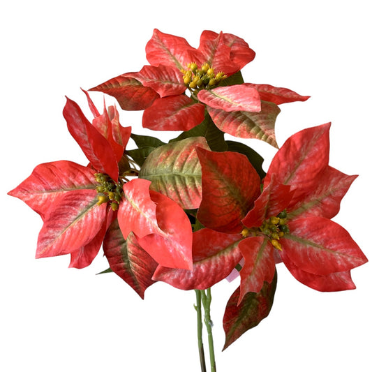 Marbled Poinsettia Bush x5 - 18" Dia:8" - Red
