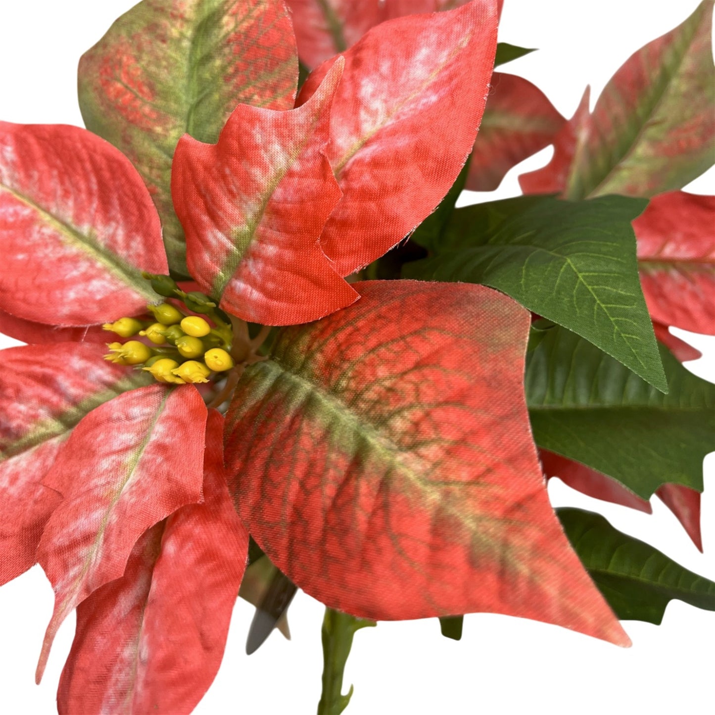 Marbled Poinsettia Bush x5 - 18" Dia:8" - Red