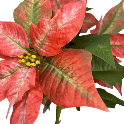 Marbled Poinsettia Bush x5 - 18" Dia:8" - Red