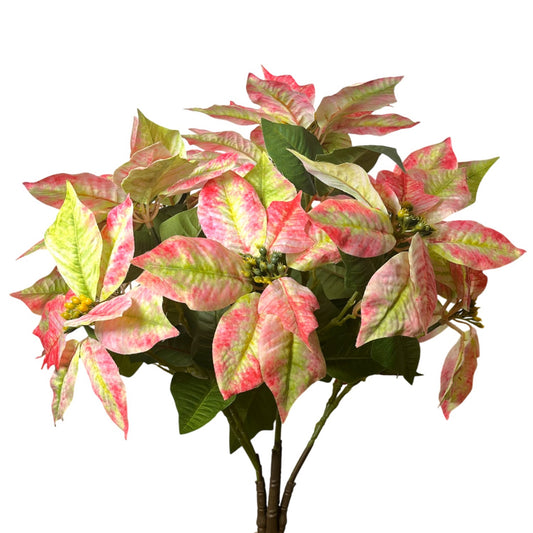 Grand Marbled Poinsettia Bush x12 - H:21" Dia:8" - Green Pink