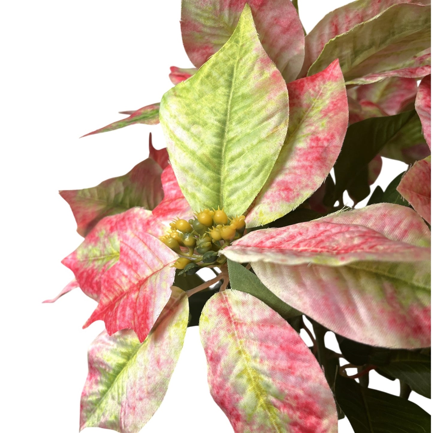 Grand Marbled Poinsettia Bush x12 - H:21" Dia:8" - Green Pink