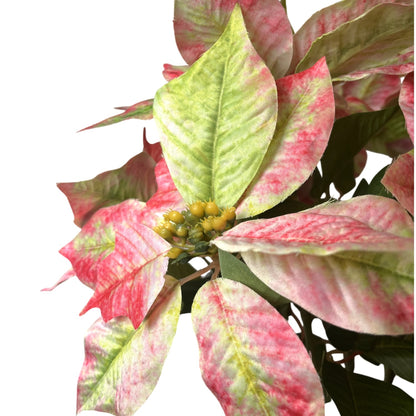 Grand Marbled Poinsettia Bush x12 - H:21" Dia:8" - Green Pink