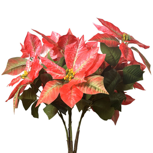Grand Marbled Poinsettia Bush x12 - H:21" Dia:8" - Red