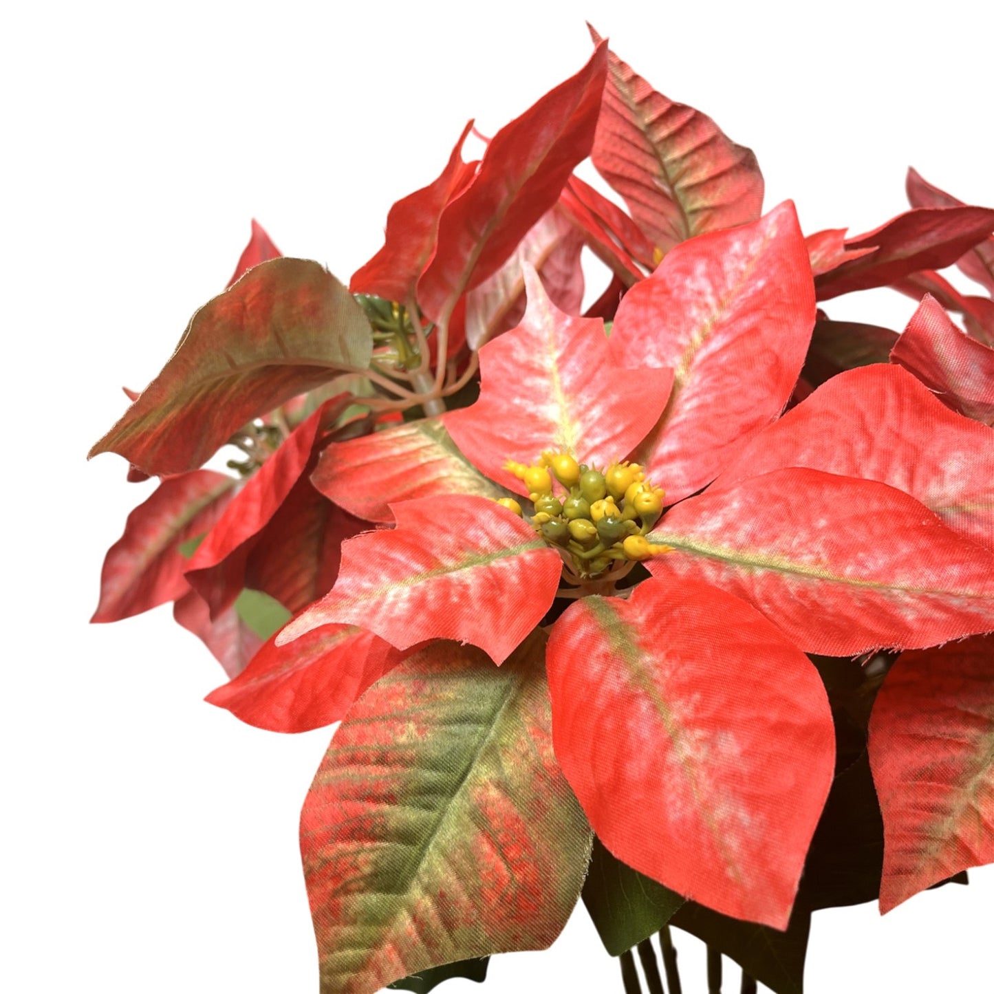 Grand Marbled Poinsettia Bush x12 - H:21" Dia:8" - Red