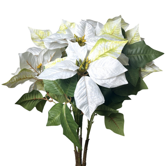 Grand Marbled Poinsettia Bush x12 - H:21" Dia:8" - White | DB