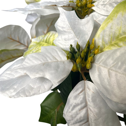 Grand Marbled Poinsettia Bush x12 - H:21" Dia:8" - White | DB