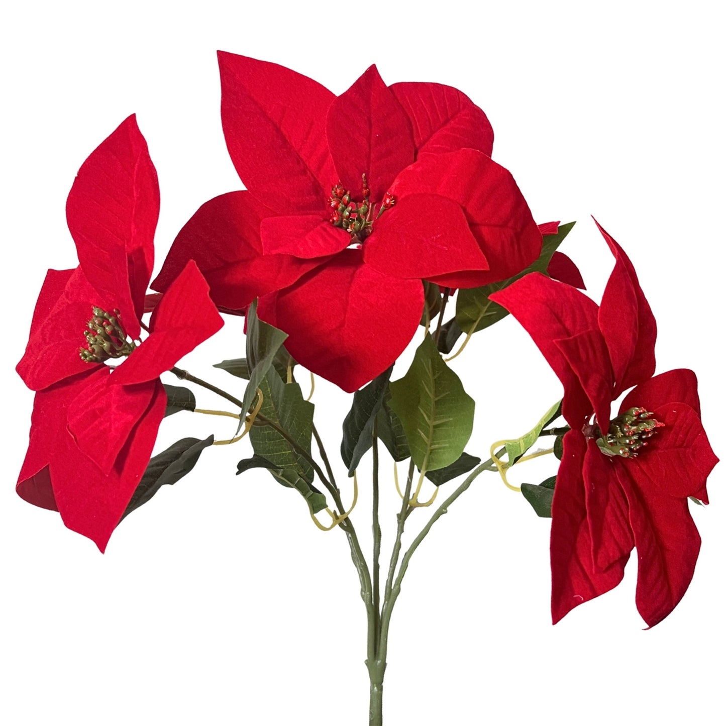 Poinsettia Bush x5 - H:18" Dia: 8" | DB