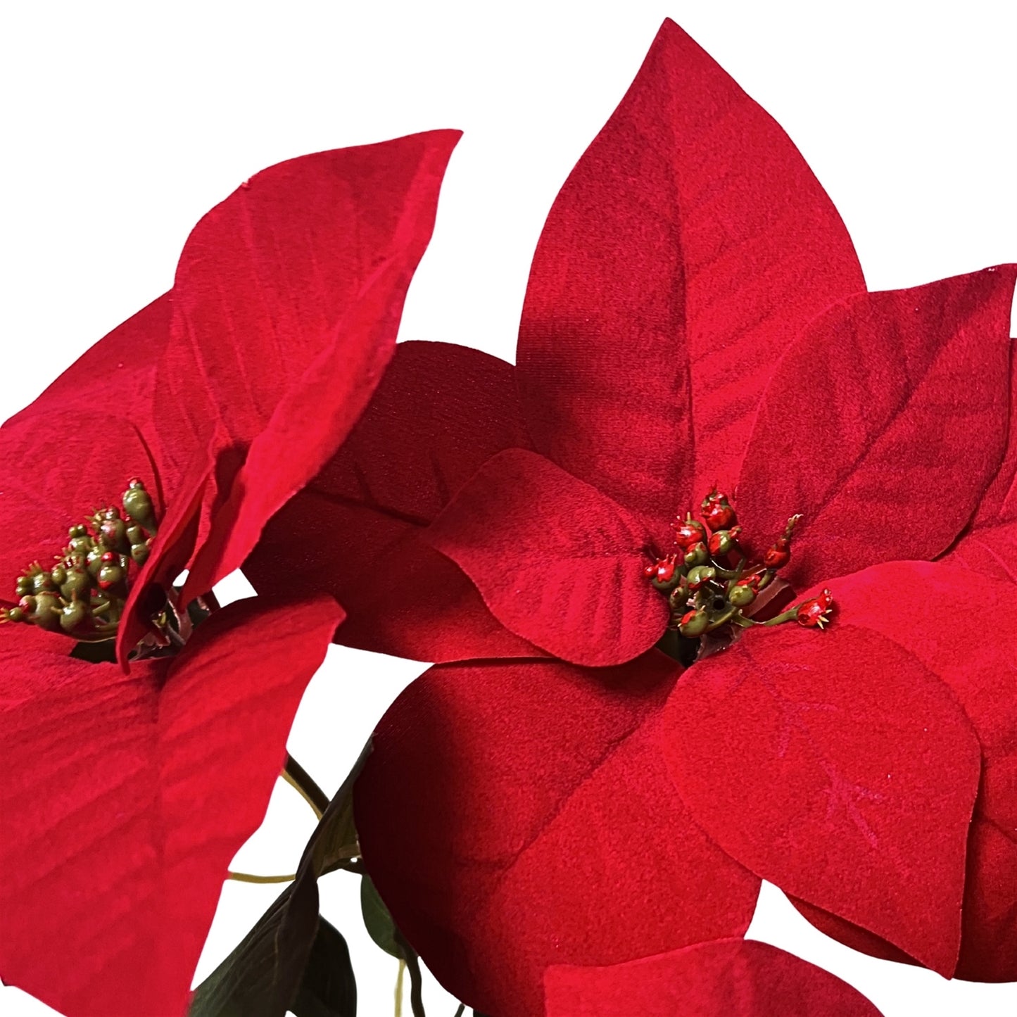 Poinsettia Bush x5 - H:18" Dia: 8" | DB
