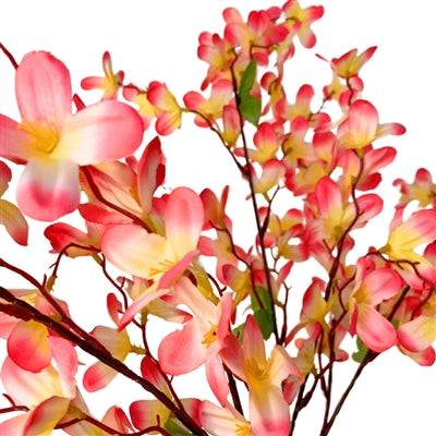 Tweedia Bush x 5 - 24” - Pink/Yellow |BYE