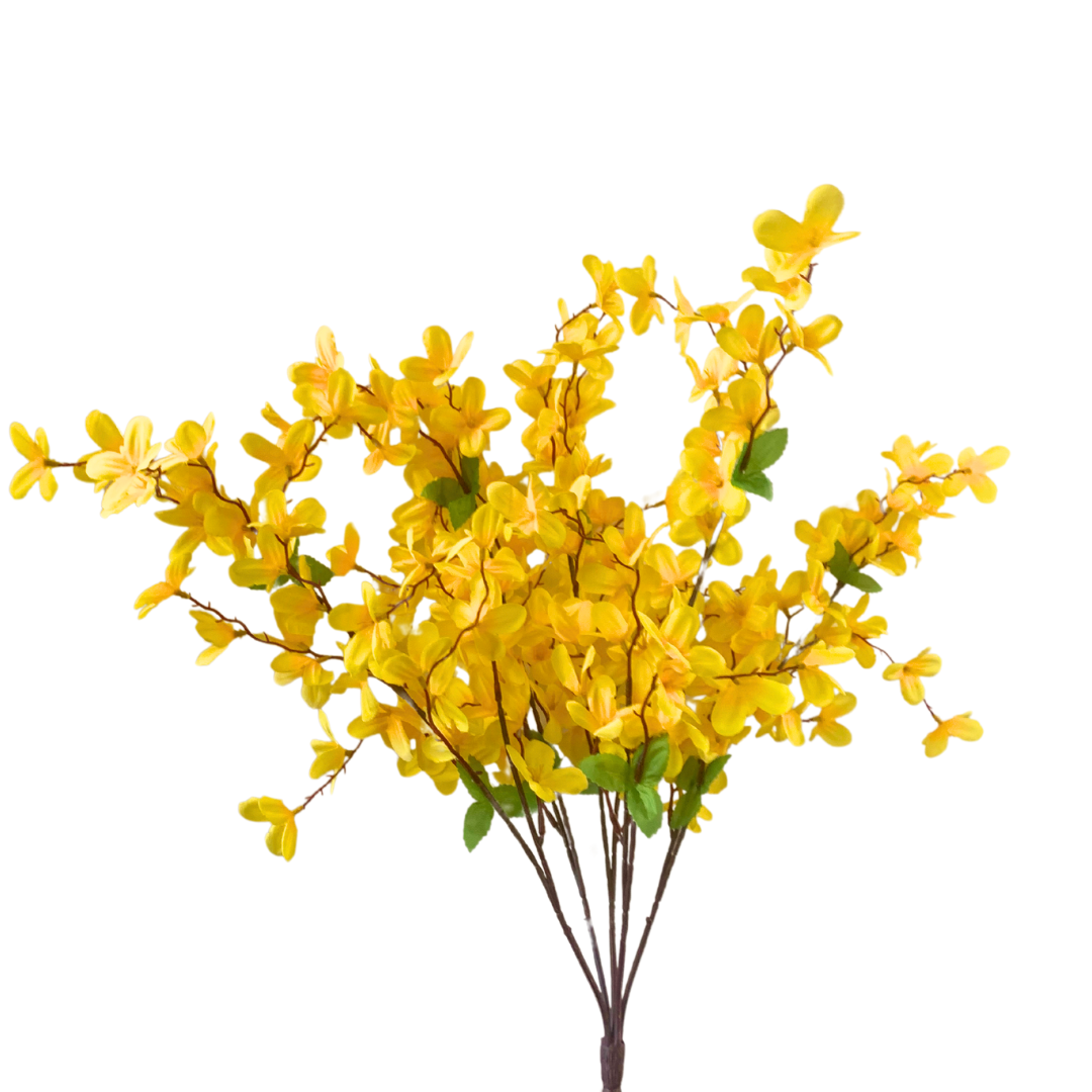 Tweedia Bush x 5 - 24” - Yellow |BYE