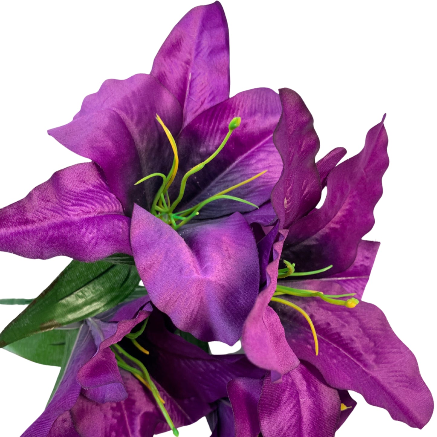 Orchid Bush (16”) x 5  Purple