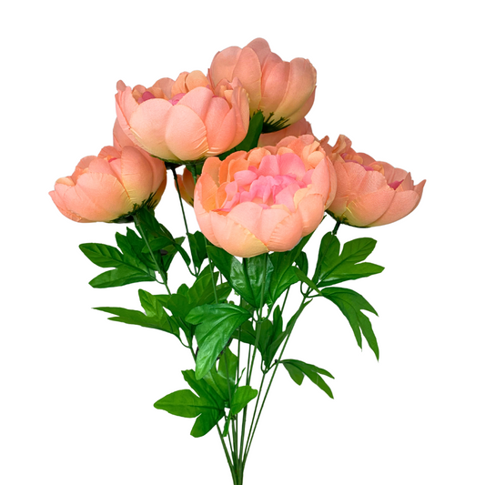 Peony Bush (21”) x 10 Coral