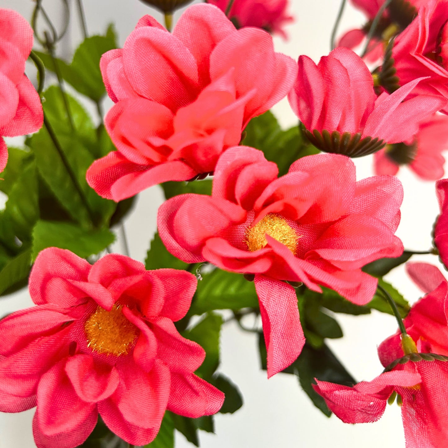 Chrysanthemum Bush (18”) x 14    Hot Pink