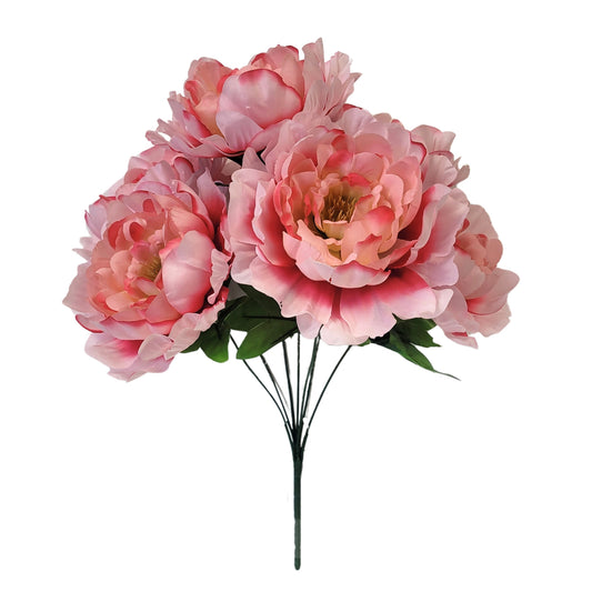 Peony Bush x 7 Blooms  Peach/Pink 18" | CZE