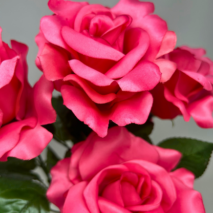 Open Rose Bush x 5 - Hot Pink 19" | CZE