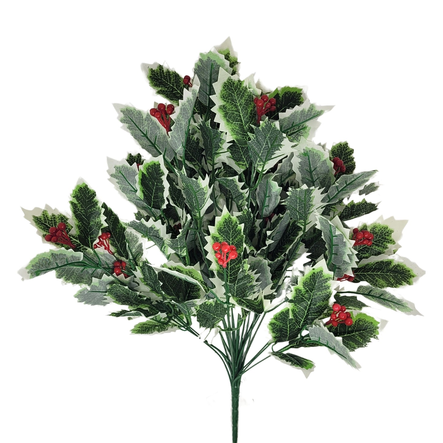 Variegated Holly Bush x14 - 17"