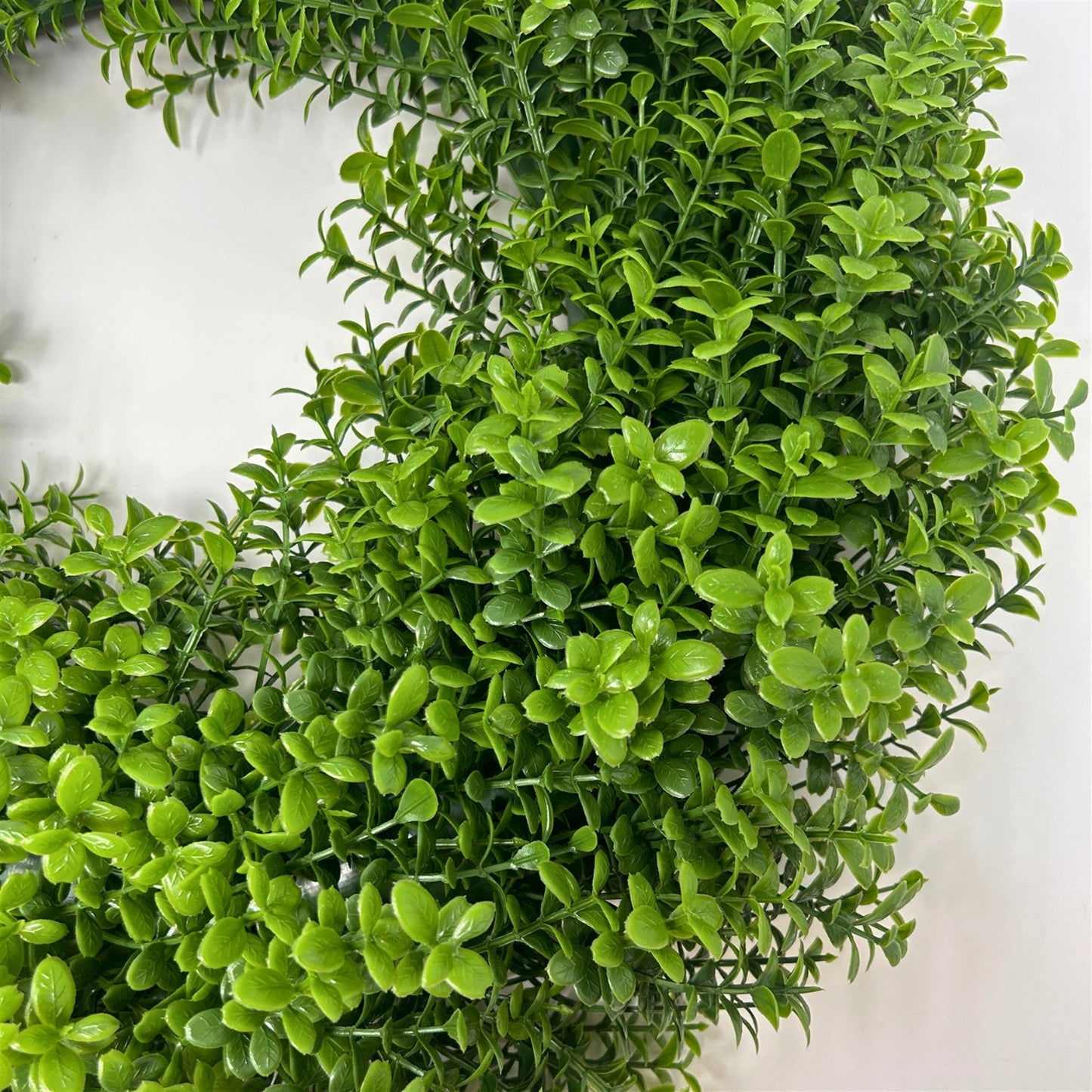 European Boxwood Wreath 18" | QP