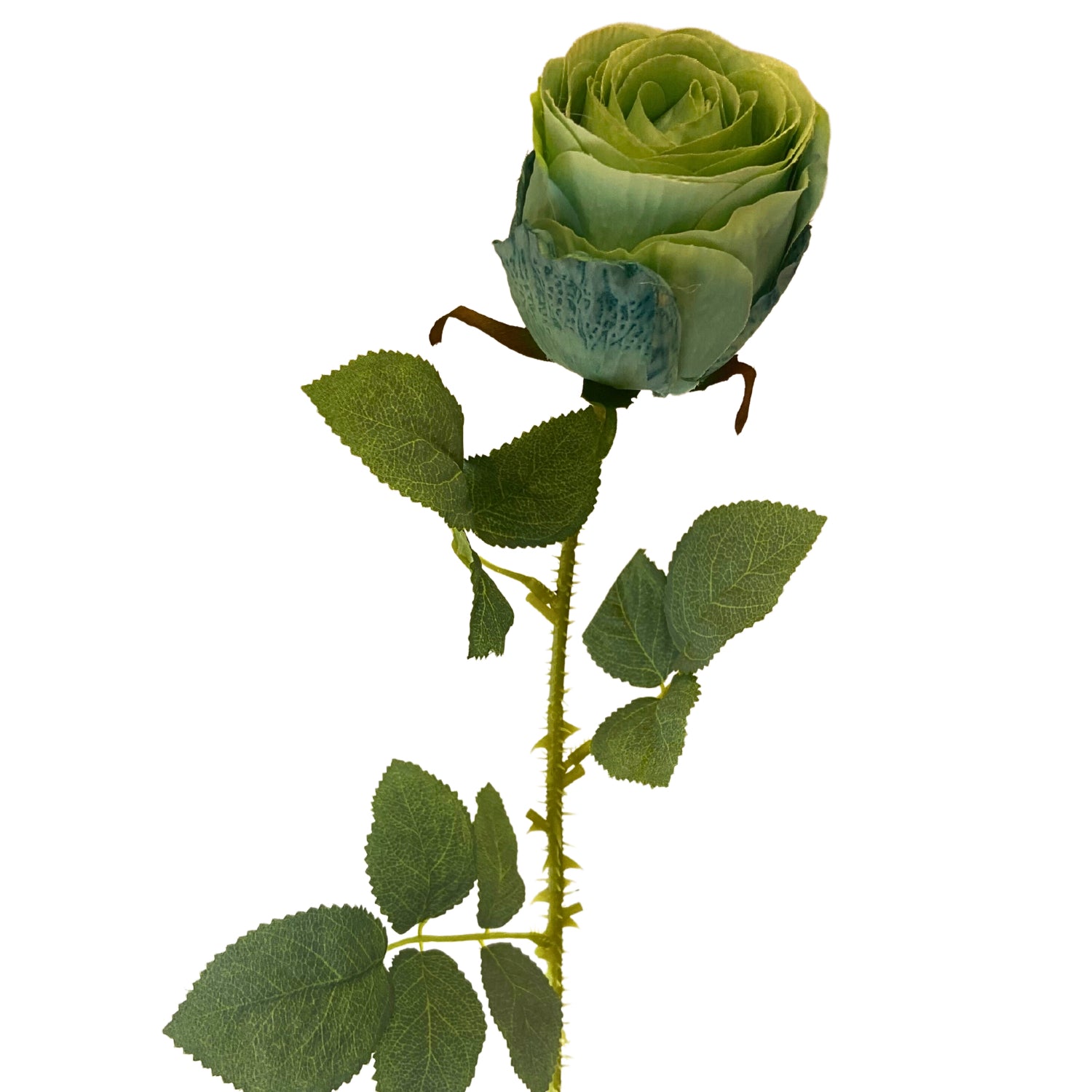 Garden Rose Stem Aqua YSE David Christopher's