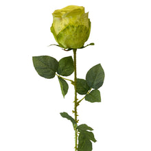 Load image into Gallery viewer, Garden Rose Stem Green | YSE