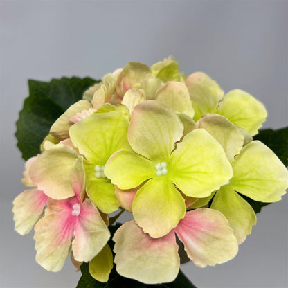 Petite Garden Hydrangea 13" - Green/Pink | GTE