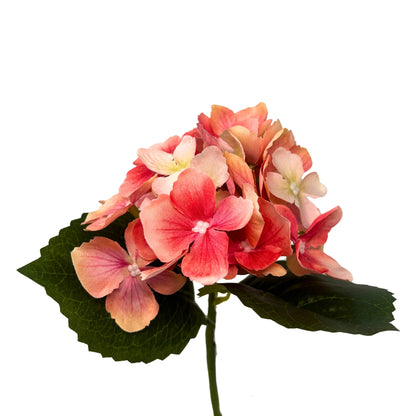 Petite Garden Hydrangea 13" - Salmon | GTE
