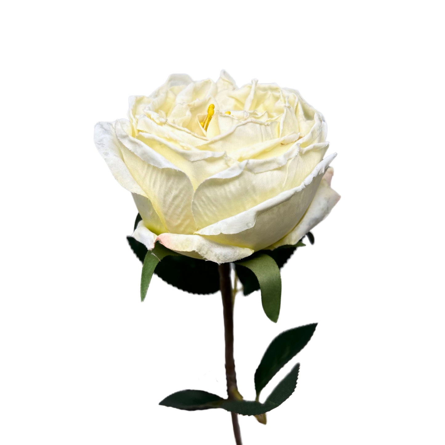 Windsor Rose Stem 24" - Cream | GTE