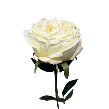 Windsor Rose Stem 24" - Cream | GTE
