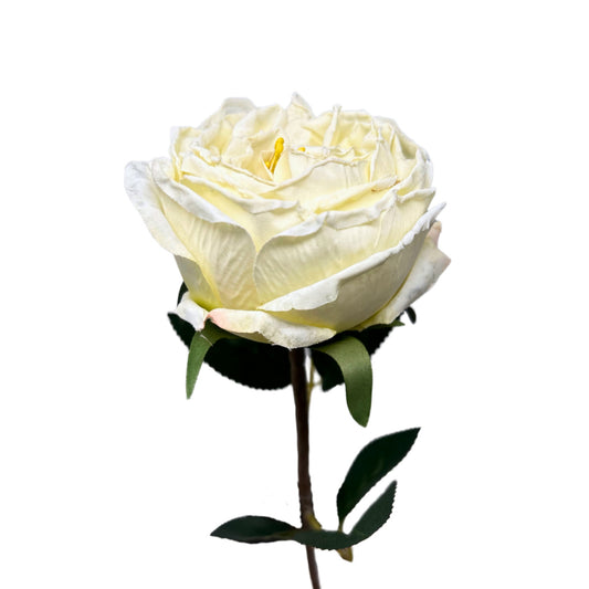 Windsor Rose Stem 24" - Cream | GTE