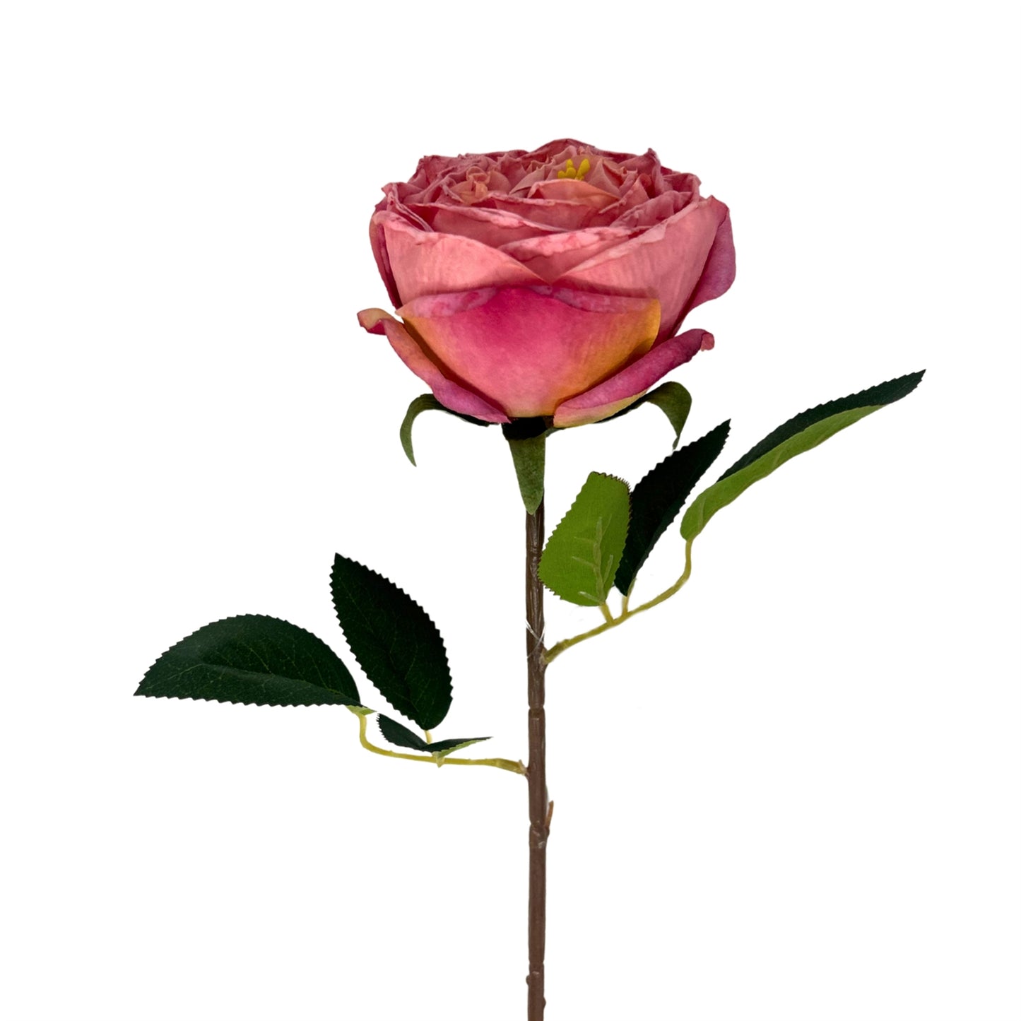 Windsor Rose Stem 24" - Mauve | GTE