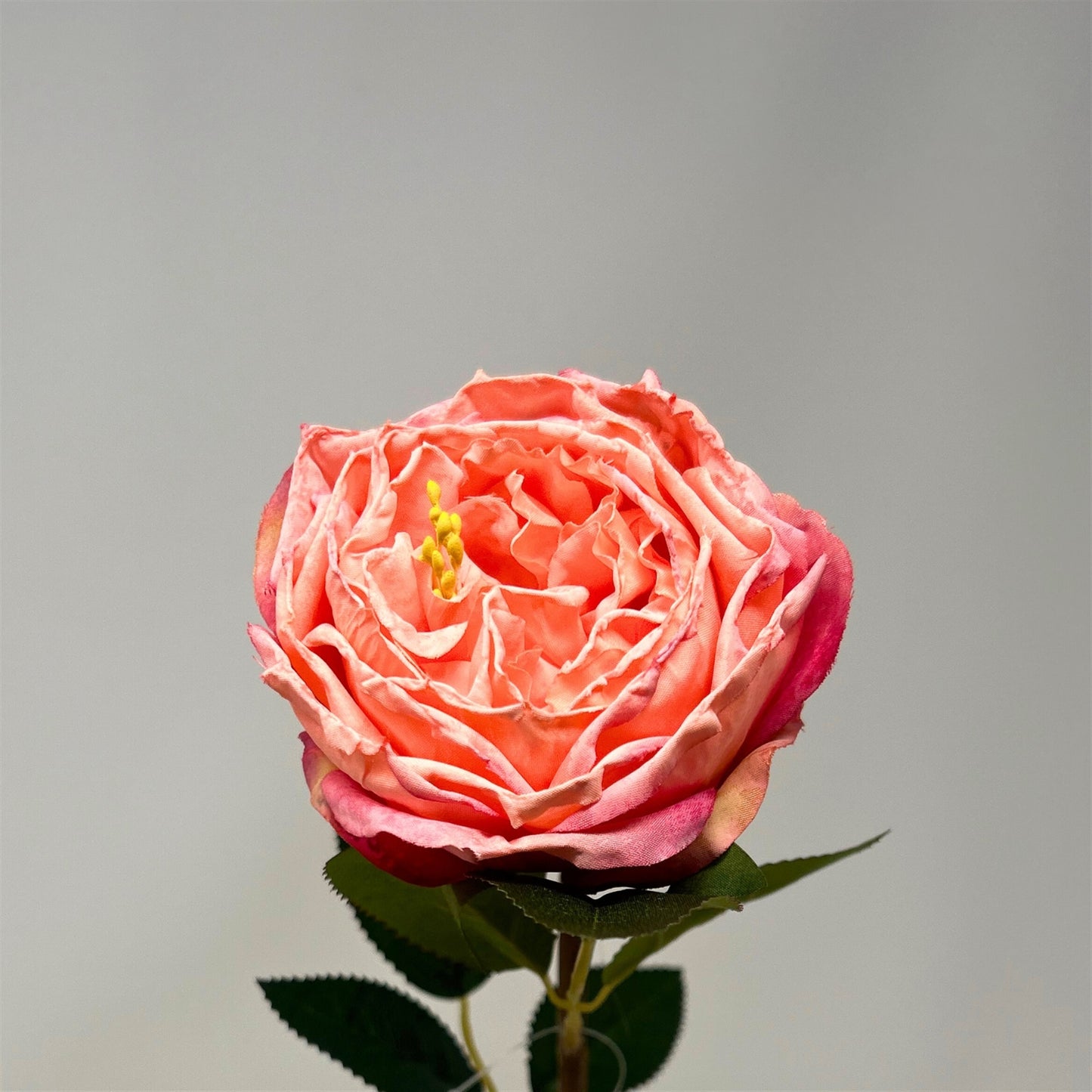 Windsor Rose Stem 24" - Pink | GTE