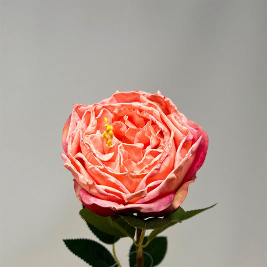 Windsor Rose Stem 24" - Pink | GTE
